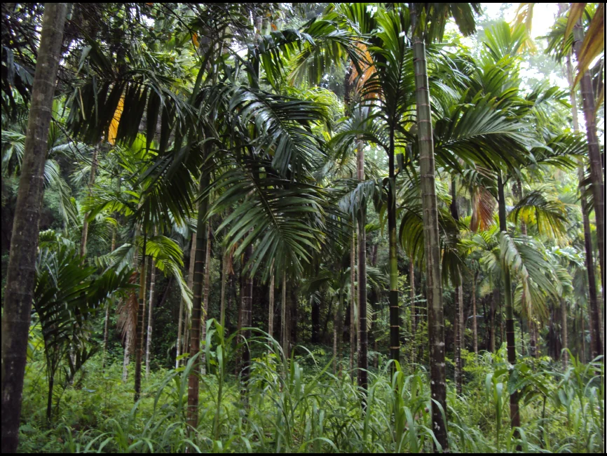 An arecanut plantation in Sullia taluk with grass and banana growing underneath